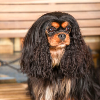 Concorso Fotografico - QuattroZampe in Fiera - Torino - Novembre 2025