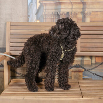 Concorso Fotografico - QuattroZampe in Fiera - Torino - Novembre 2025