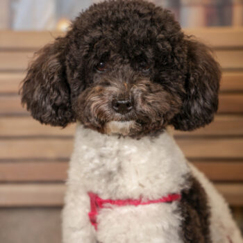 Concorso Fotografico - QuattroZampe in Fiera - Torino - Novembre 2025