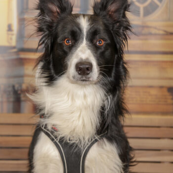 Concorso Fotografico - QuattroZampe in Fiera - Torino - Novembre 2025