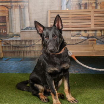 Concorso Fotografico - QuattroZampe in Fiera - Torino - Novembre 2025