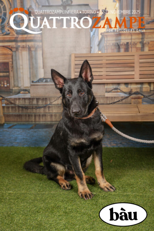 Concorso Fotografico - QuattroZampe in Fiera - Torino - Novembre 2025