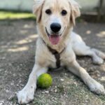 Carica e Vota - Febbraio 2026