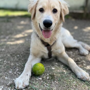 Carica e Vota - Febbraio 2026