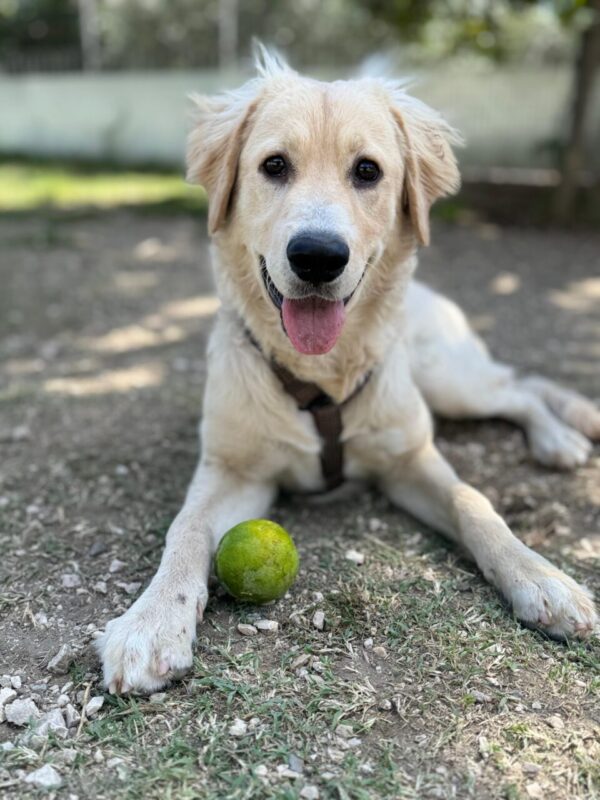Carica e Vota - Febbraio 2026