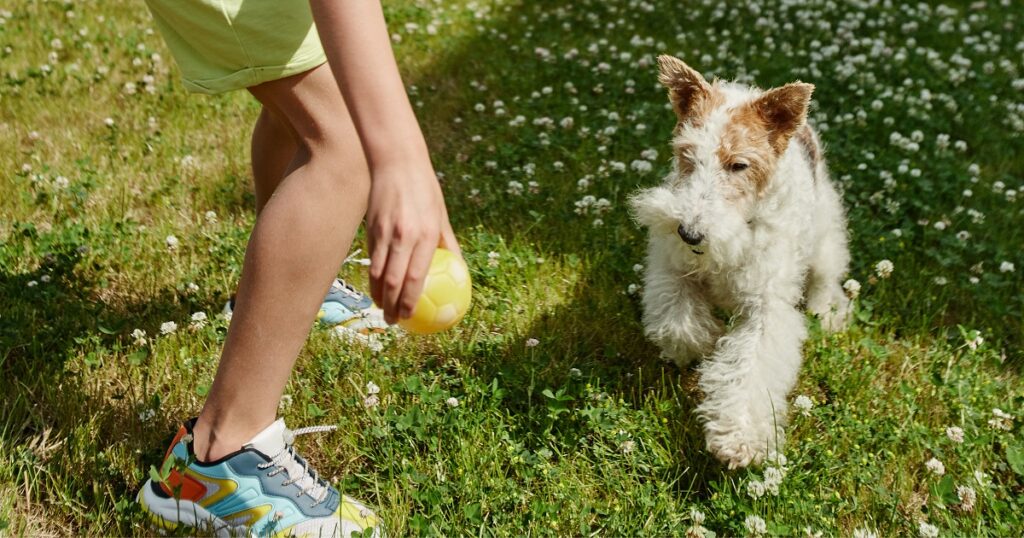 Un proprietario gioca sull'erba lanciando una pallina al suo cane: gli integratori naturali per cani sono un supporto per il loro benessere