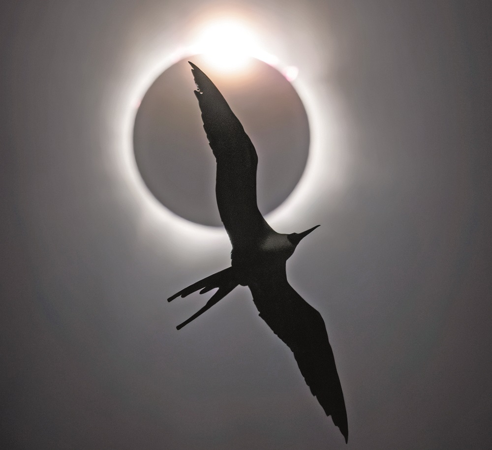 Una fregata contro un’eclissi solare totale: è la foto vincitrice del concorso Bird Photographer of the Year