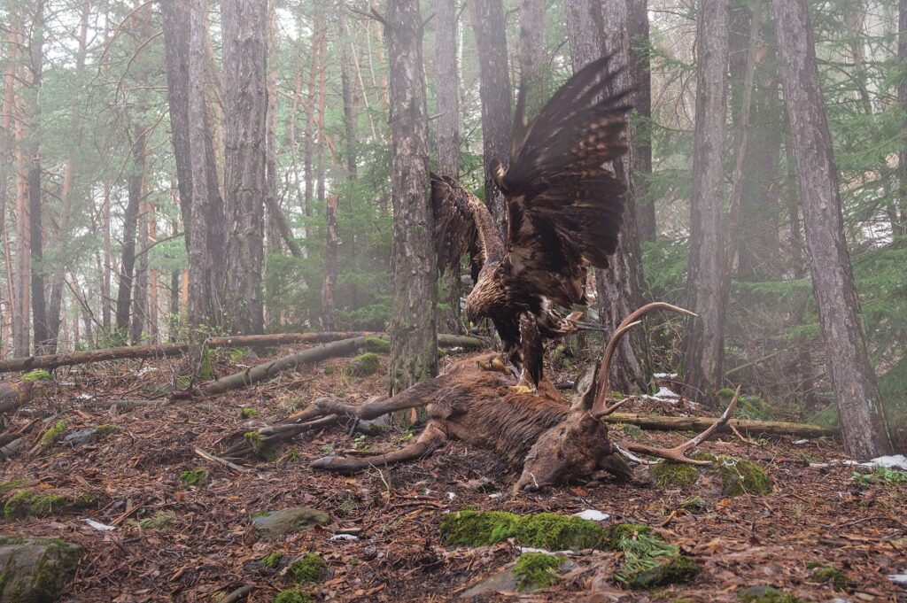 Bird photographer of the year