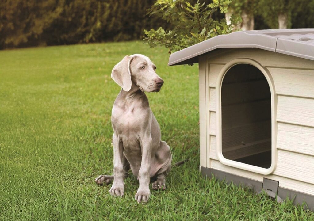 Il cane dorme fuori? Protezione e comfort anche nei mesi freddi