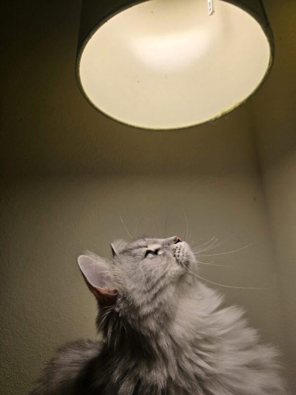 Carica e Vota - Febbraio 2026