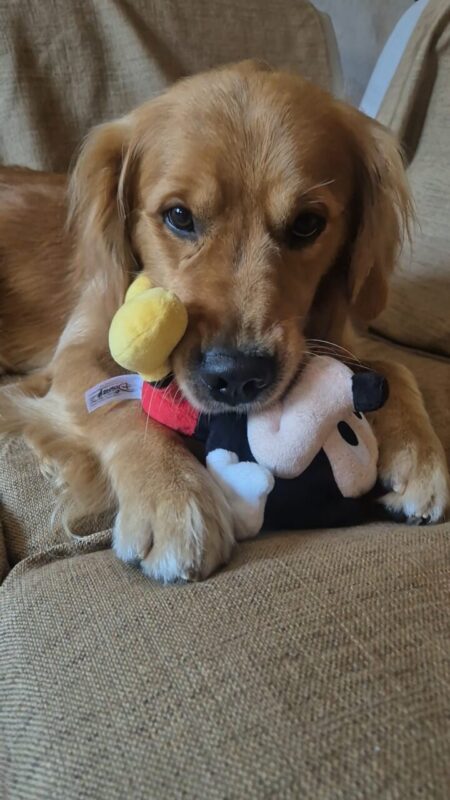 Carica e Vota - Febbraio 2026