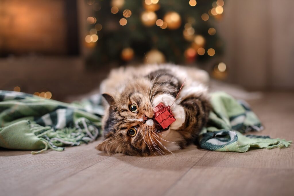 Natale, come evitare i pericoli per gli animali a casa