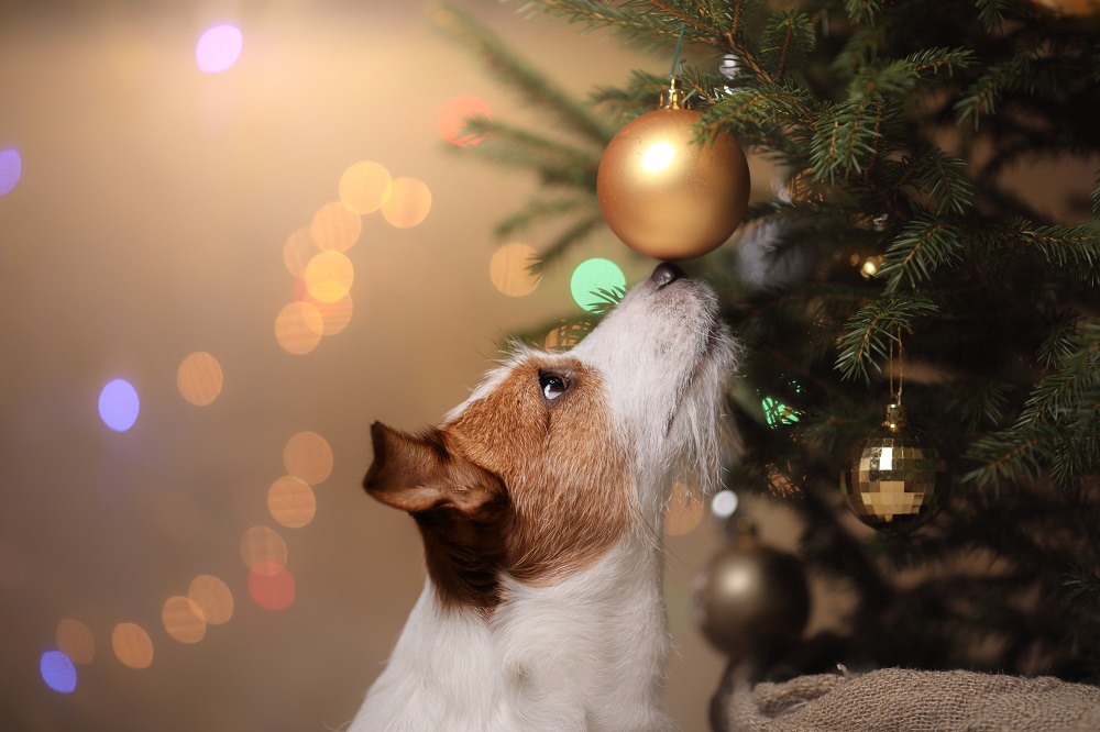Un Jack Russell Terrier guarda un albero di Natale: un Natale solidale con gli animali significa fare una donazione o un'adozione a distanza