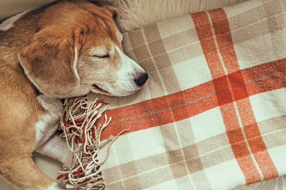 Un cane dorme sulla sua copertina: scopri quando è consigliato usarla