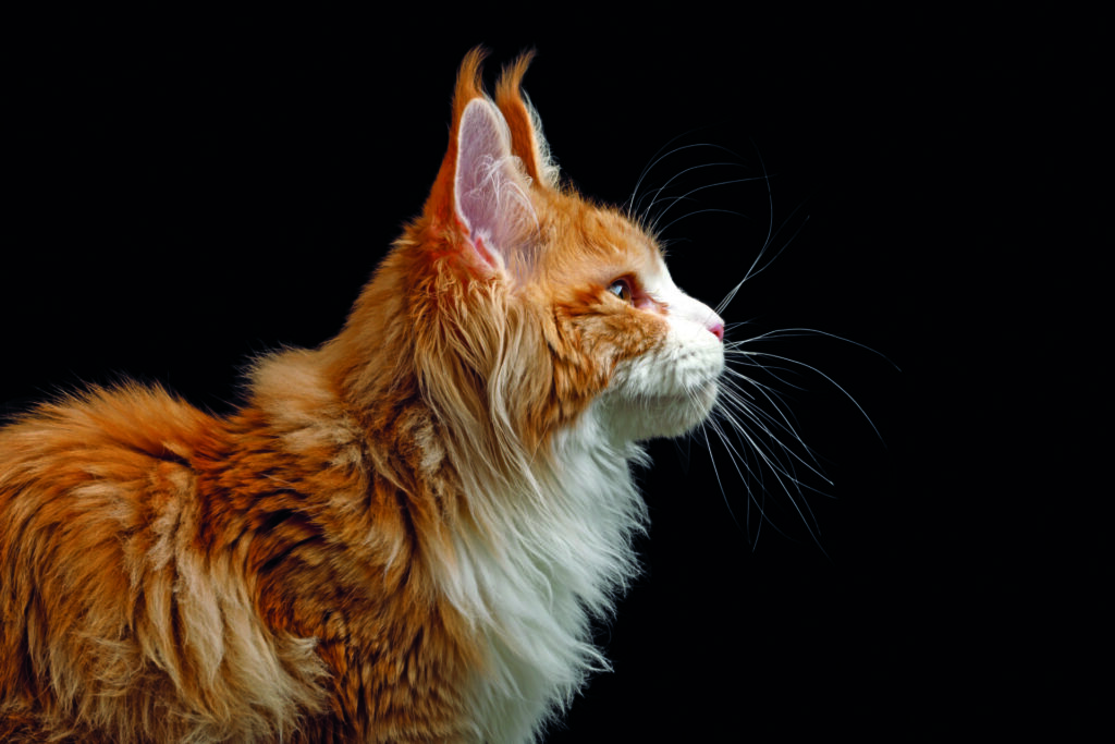 Maine Coon