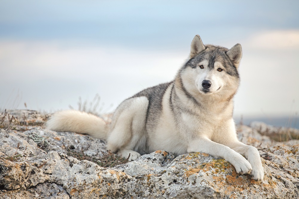 Un Siberian husky disteso su una roccia
