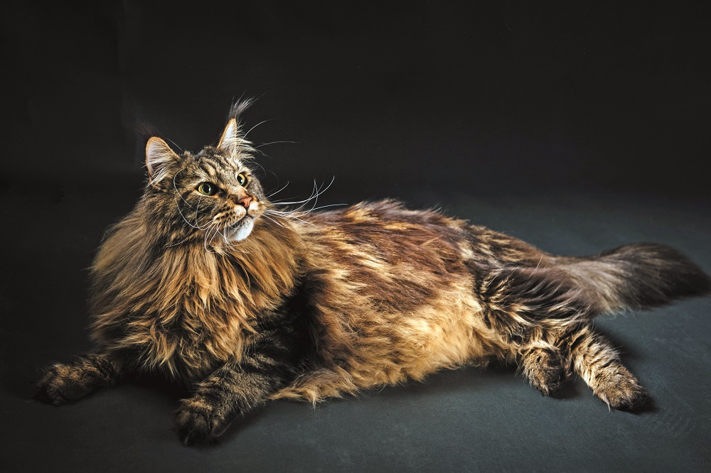 Maine Coon disteso