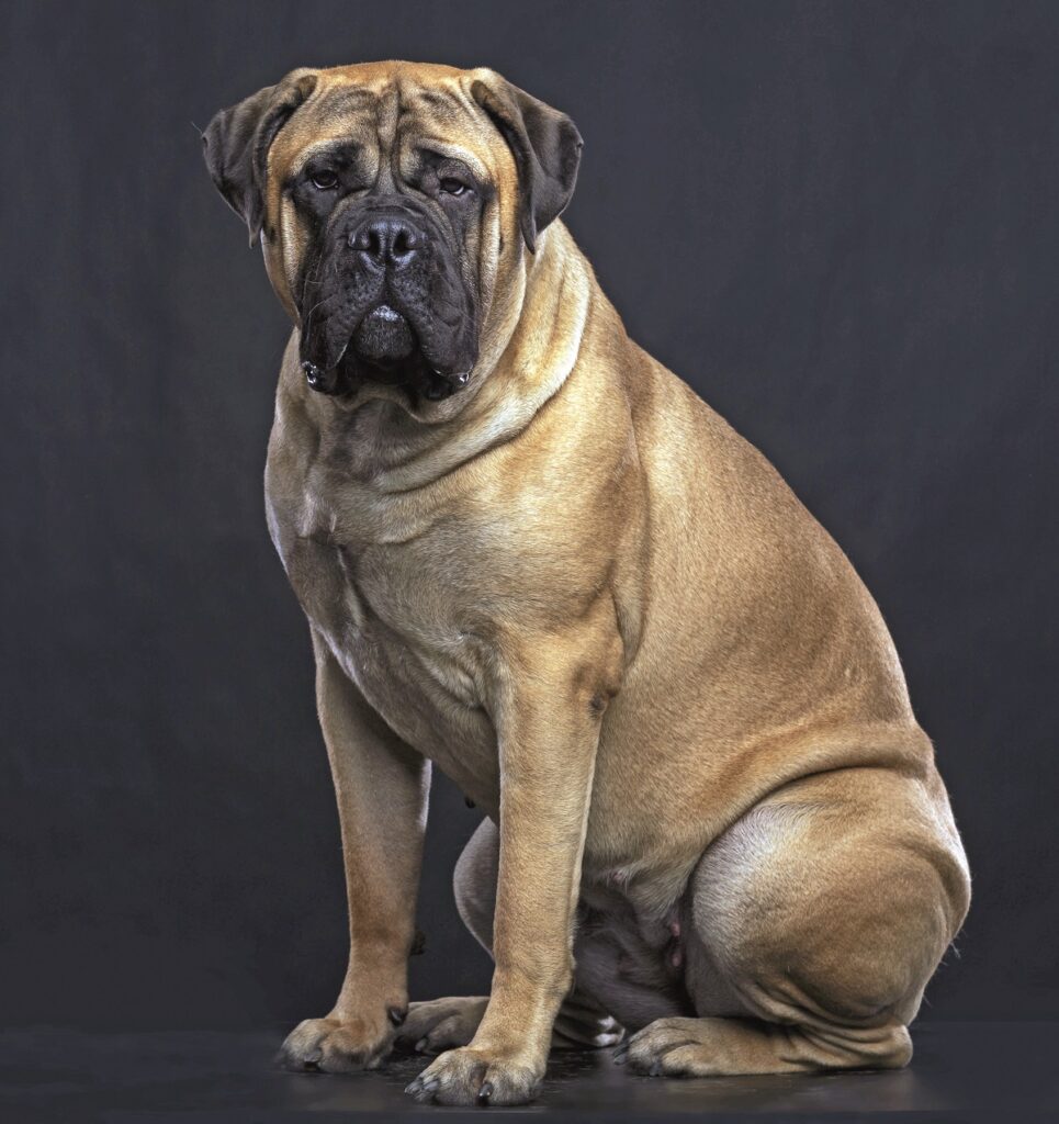 Mastiff