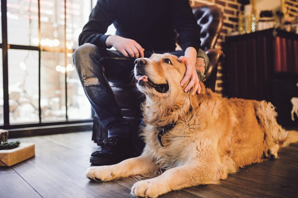 Natale e Capodanno senza stress per i nostri pet