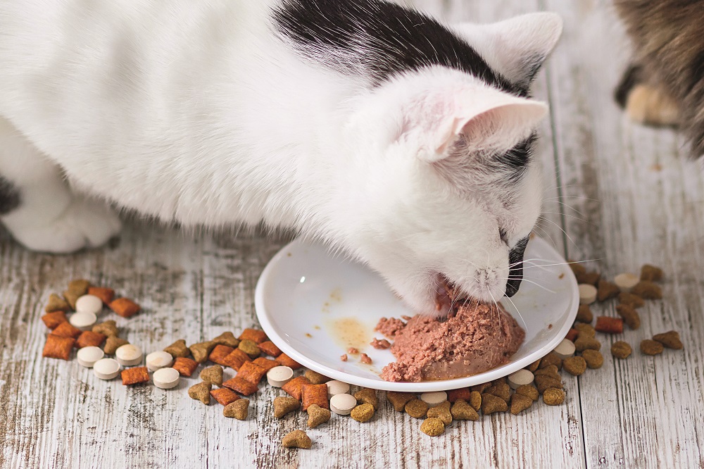Un gatto che mangia: se è anziano può mangiare meno ma se smette del tutto è un problema