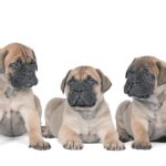 Tre piccoli Mastiff seduti