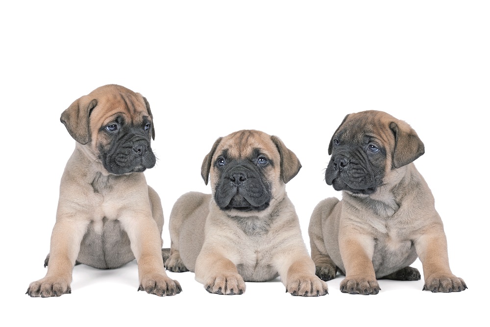 Tre piccoli Mastiff seduti