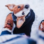 Un e il suo proprietario passeggianno nella neve: la giusta cuccia per cani in inverno è importante se il pet vuole dormire fuori