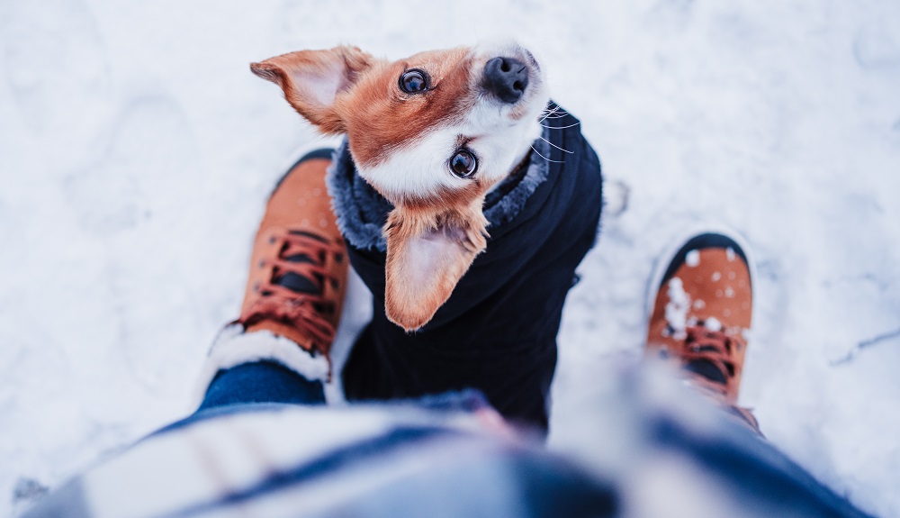 Un e il suo proprietario passeggianno nella neve: la giusta cuccia per cani in inverno è importante se il pet vuole dormire fuori