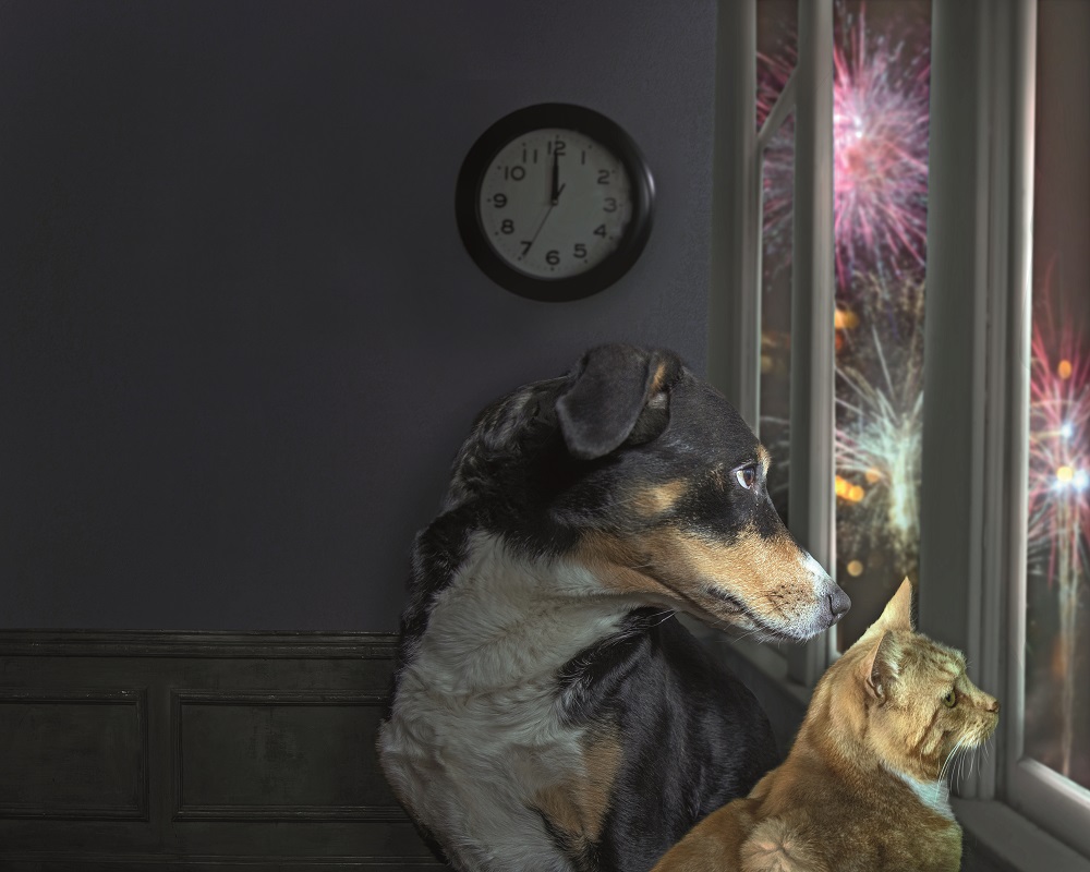 Un cane e un gatto guardano i fuochi d'artificio: ecco come evitare di avere animali stressati durante le feste