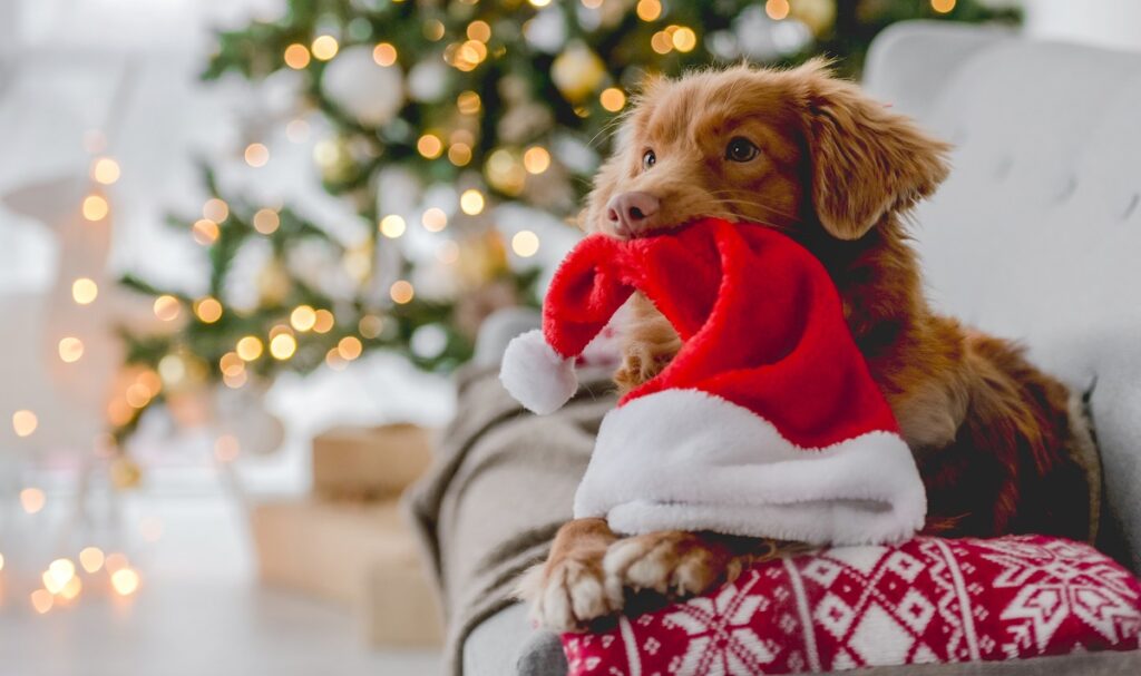 Natale, come evitare i pericoli per gli animali a casa