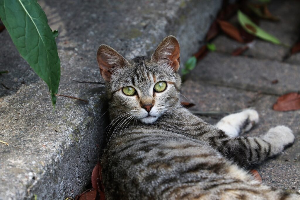 Natale solidale con gli animali: il regalo che salva vite e dà speranza