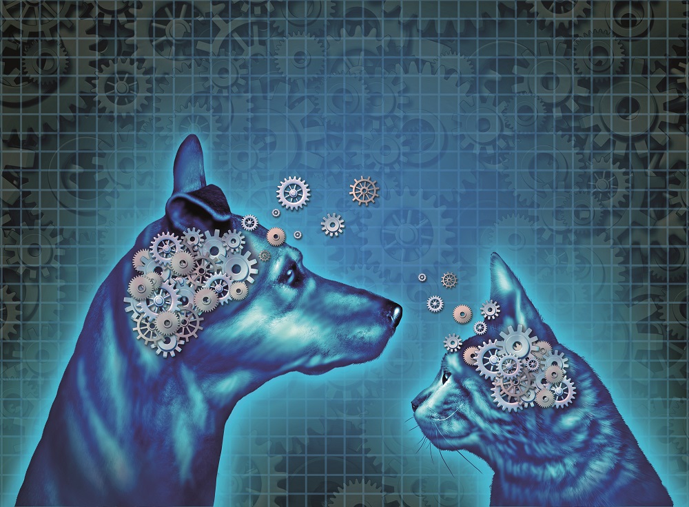 Un cane e un gatto e le loro menti: come affrontare i disturbi neurologici nel cane e nel gatto