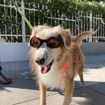 Carica e Vota - Febbraio 2026