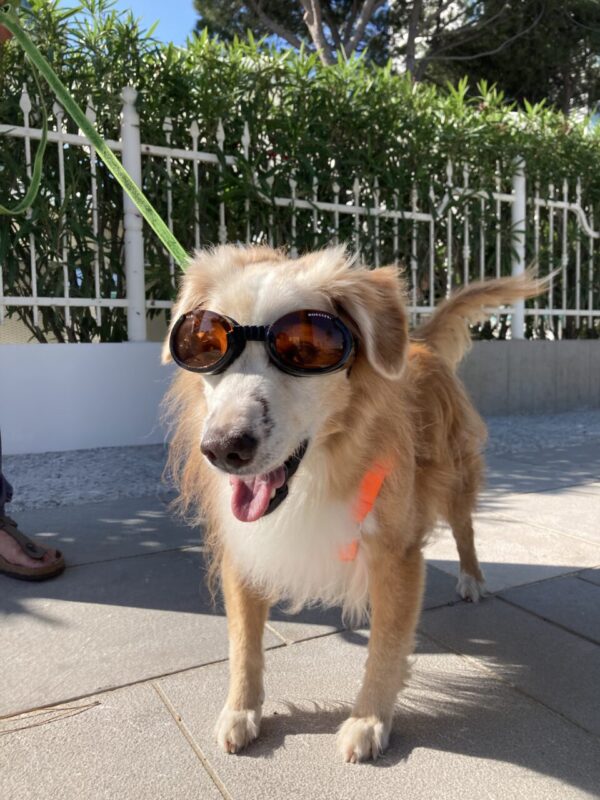 Carica e Vota - Febbraio 2026