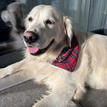 Carica e Vota - Febbraio 2026