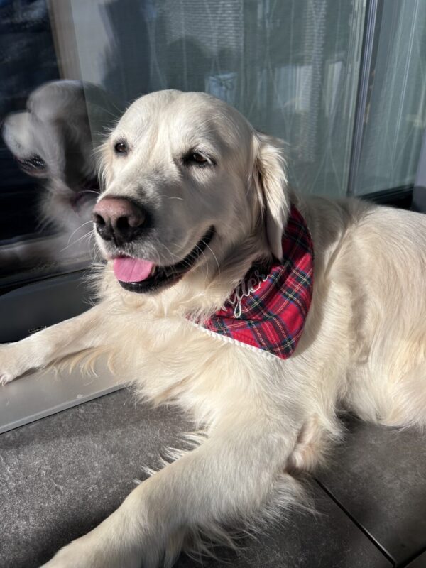 Carica e Vota - Febbraio 2026