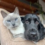 Carica e Vota - Febbraio 2026