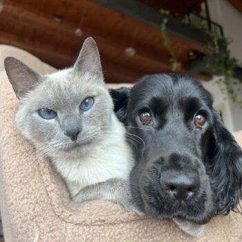 Carica e Vota - Febbraio 2026