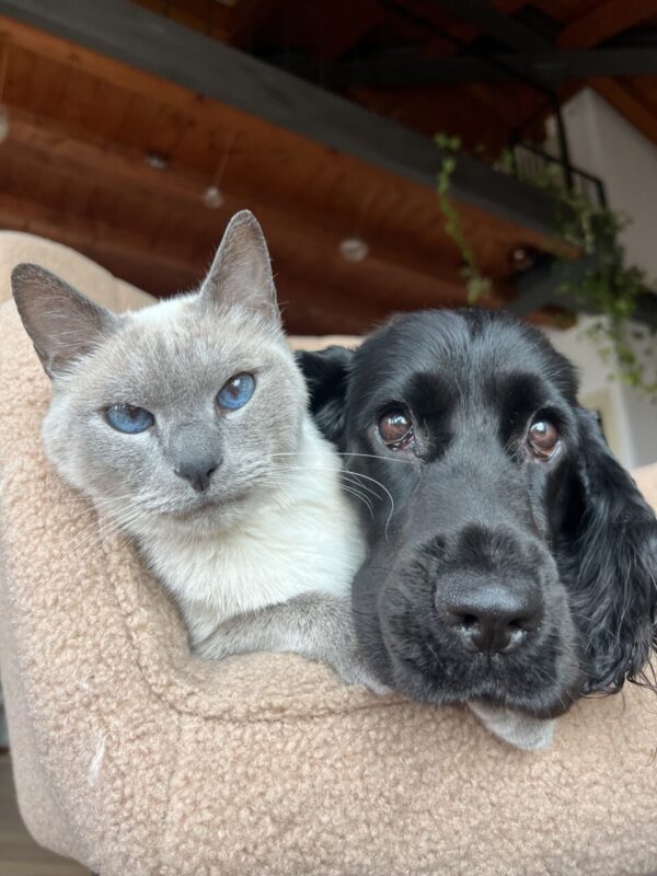 Carica e Vota - Febbraio 2026