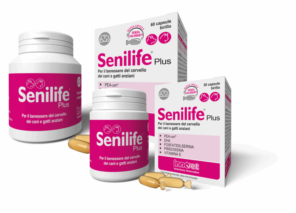 Cervello di cani e gatti, come mantenerlo in forma