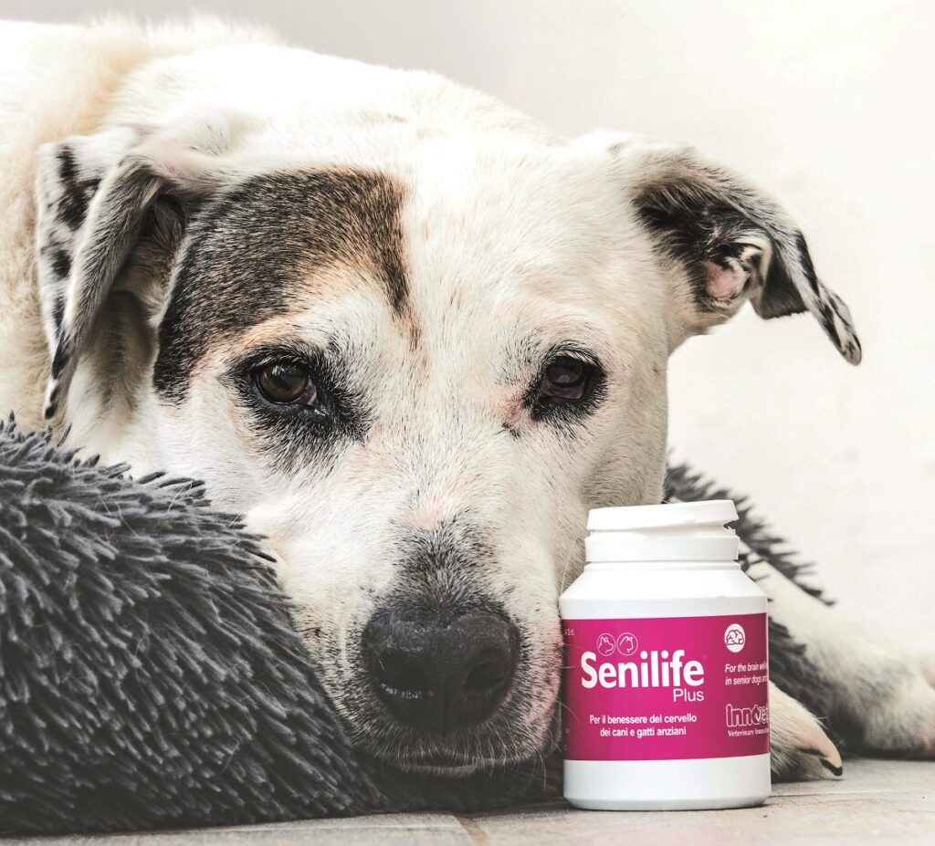 Cervello di cani e gatti, come mantenerlo in forma