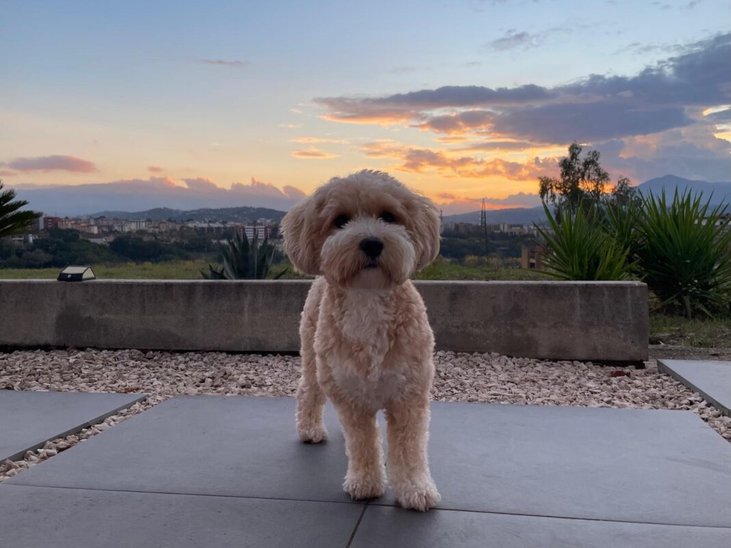 Carica e Vota - Febbraio 2026