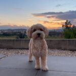 Carica e Vota - Febbraio 2026