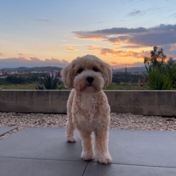 Carica e Vota - Febbraio 2026