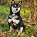 Carica e Vota - Febbraio 2026