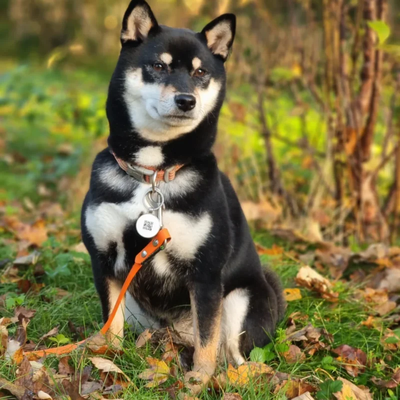 Carica e Vota - Febbraio 2026