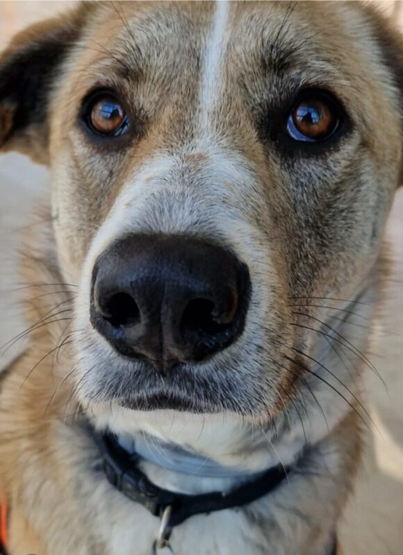 Carica e Vota - Marzo 2026