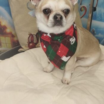 Carica e Vota - Marzo 2026