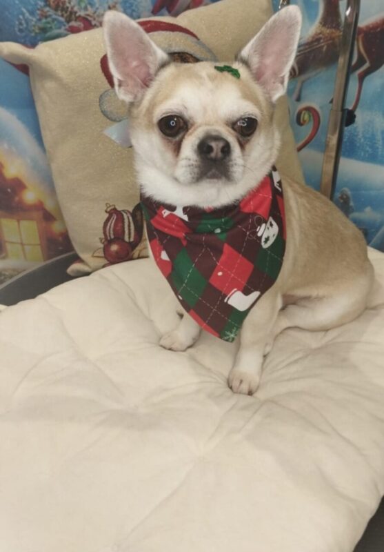 Carica e Vota - Marzo 2026