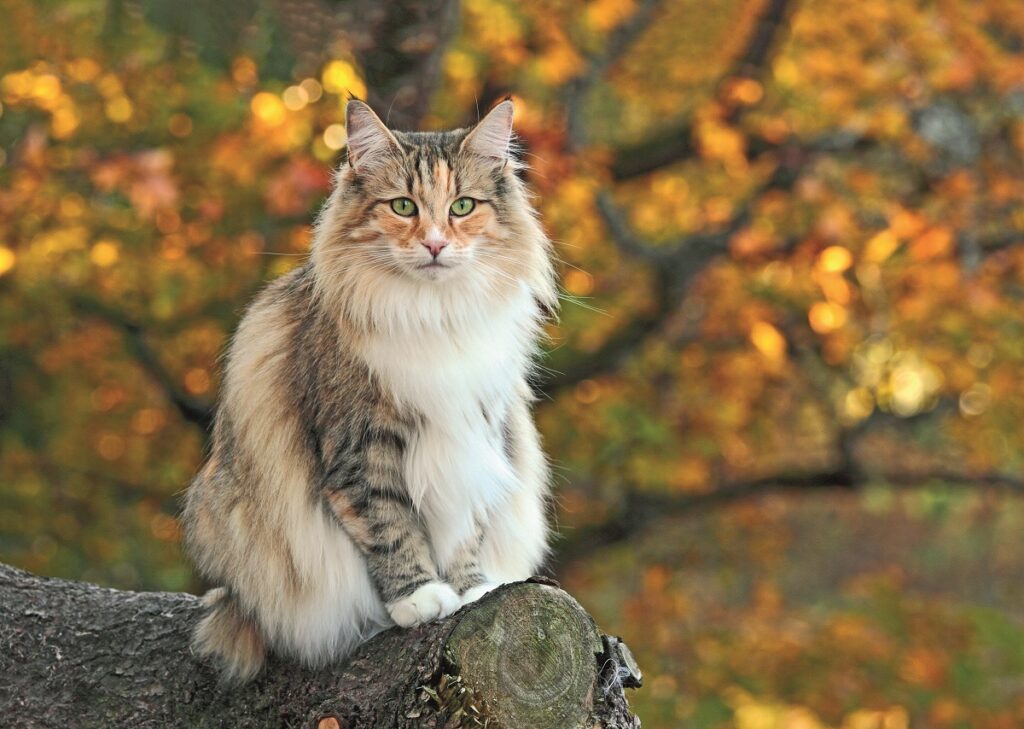 Norvegese delle foreste